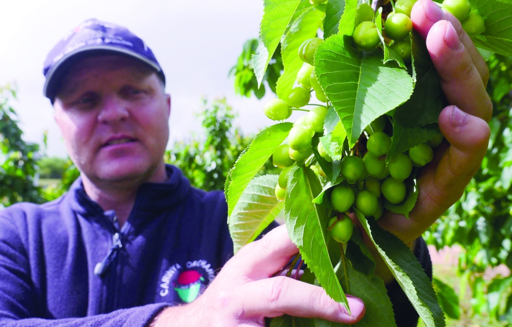 A worker displaying young cherries at a cherry farm located in the rural New South Wales state town of Nashdale, 212 kms from Sydney. - AFP