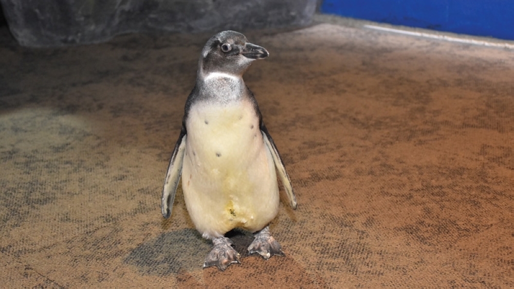 Baby-Penguin-1