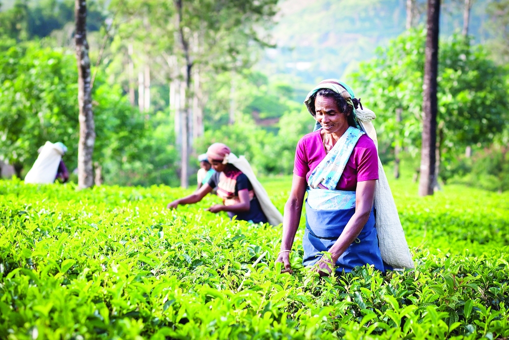 Tea pickers work on a plantation in the southern district of Ratnapura, Sri Lanka. — AFP
