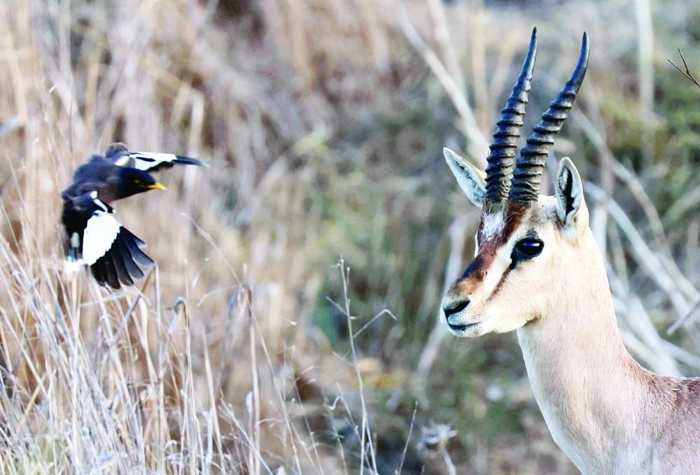 A Mountain Gazelle surrounded by Common Myna birds at the Gazelle Valley in Jerusalem. - AFP