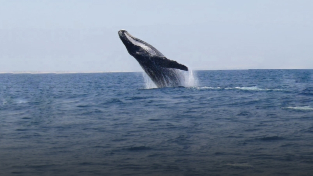 116274664_3274226752658129_6681185019025730674_n-01