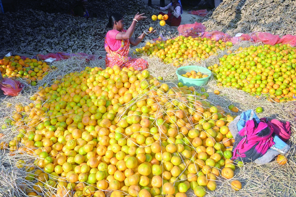 A worker sorts out oranges for packaging at a fruit market in Siliguri.