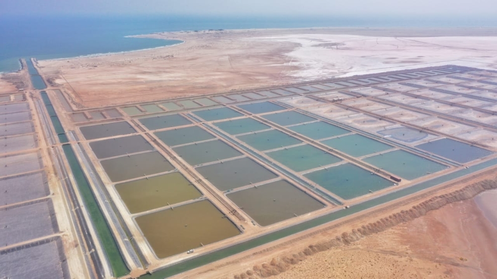 FDO - Qurun shrimp farm project (2)