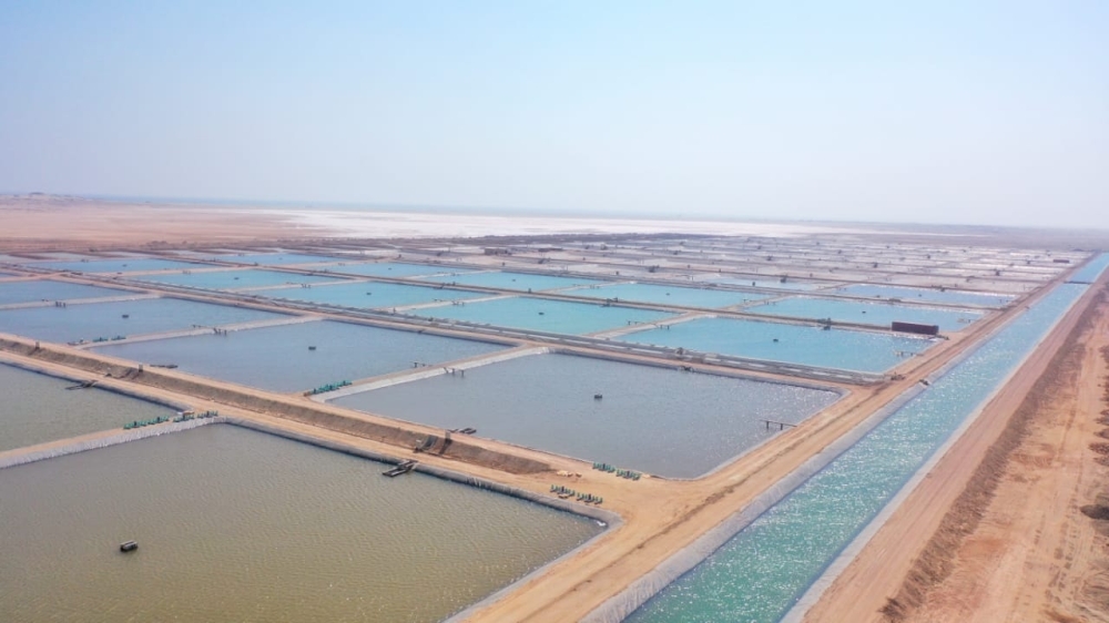 FDO - Qurun shrimp farm project (3)