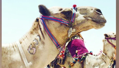 Camels disqualified from Saudi beauty pageant over use of Botox