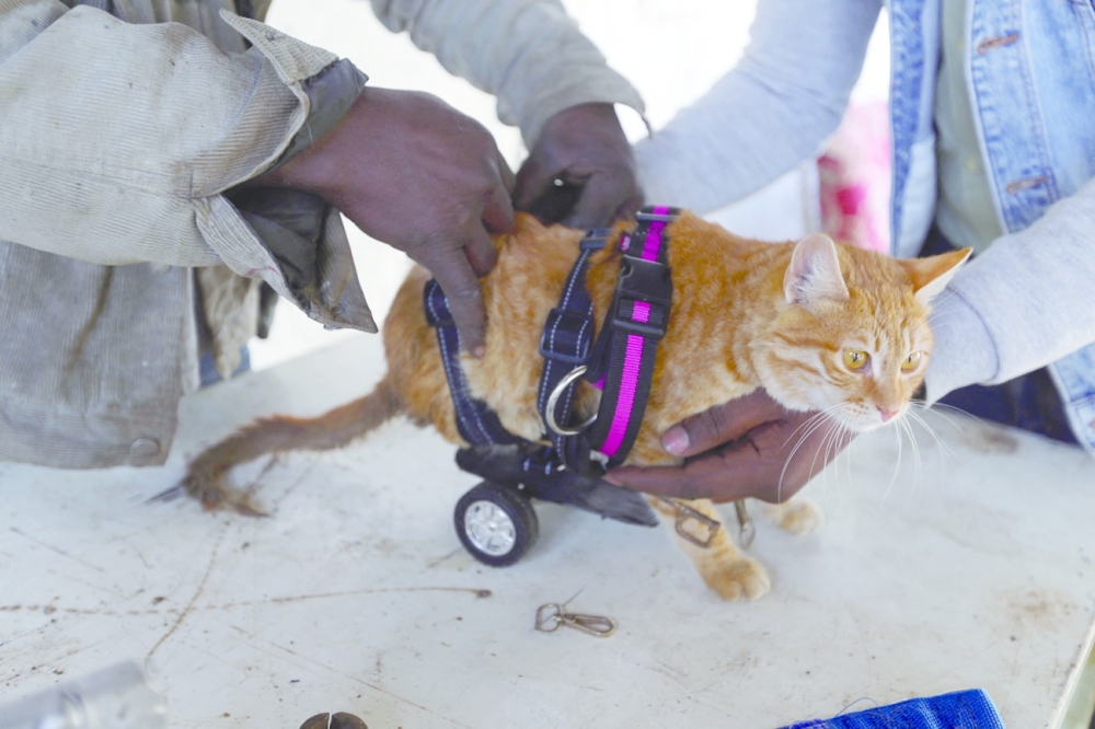 Palestinian engineer Ismail al Aer and a blacksmith try to put a paralysed cat on a wheelchair in the central Gaza Strip. -- Reuters
