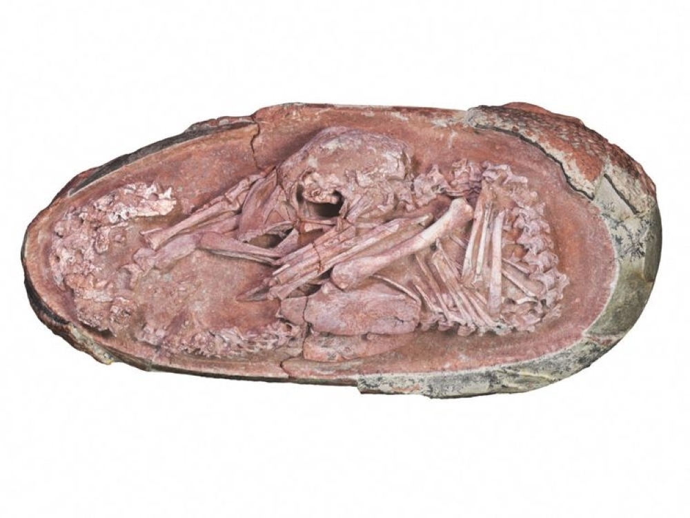 dinosaur embryo