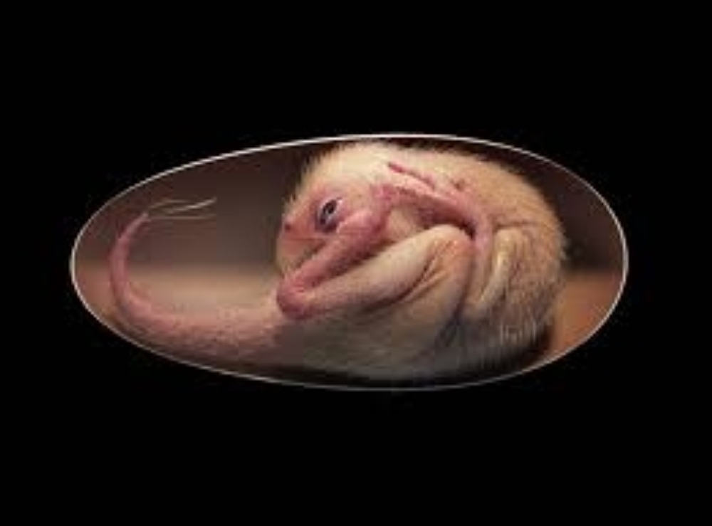 dinosaur embryo