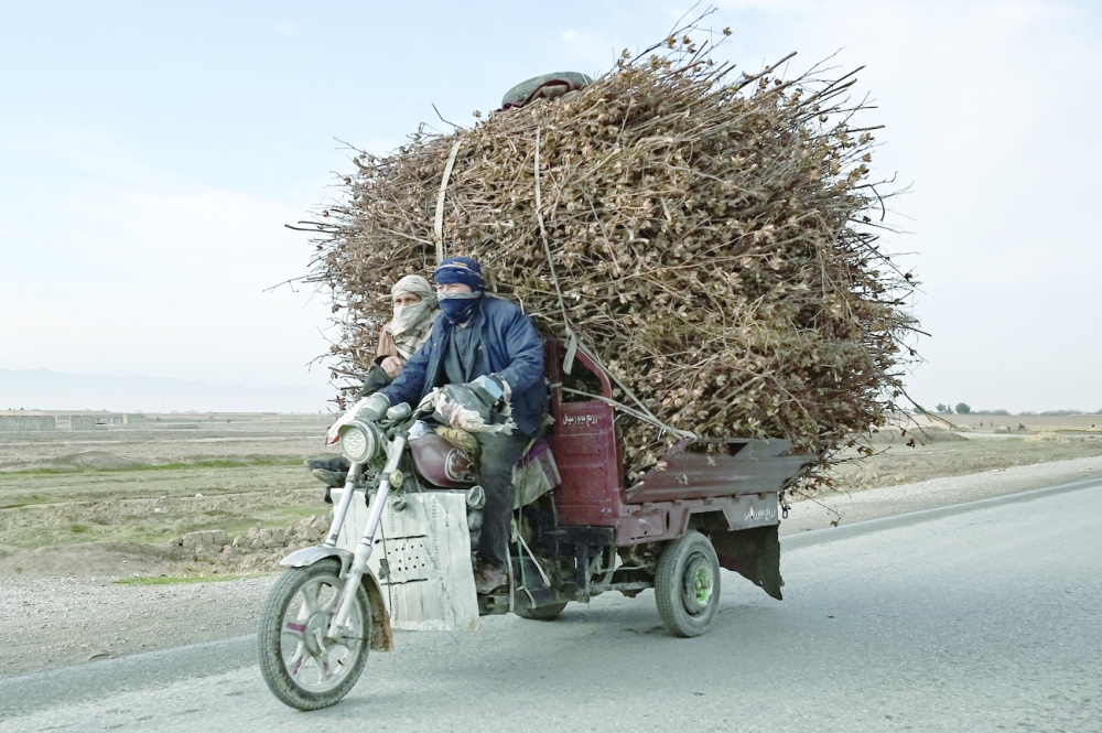 Men ride a motorcycle loaded with dry cotton shrubs in Balkh, northwest of Mazar-i-Sharif on Thursday. - AFP