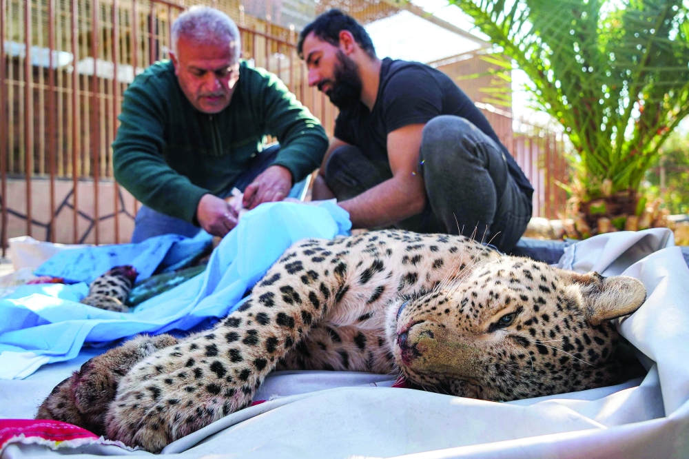 Veterinarians conduct a hind leg amputation surgery on a leopard at the Duhok Zoo in the north of Iraq's northern autonomous Kurdish region on Friday. — AFP