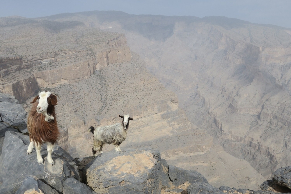 jebel-shams-goat