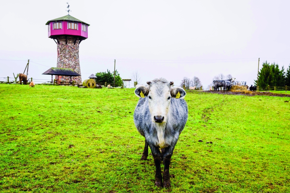 A Latvian blue cow grazes on a pasture at Riga Zoo's affiliate Ciruli in Kalvene.  — AFP