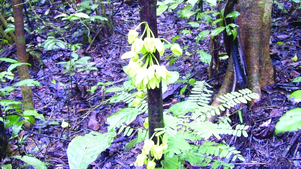 The tree's scientific name -- Uvariopsis dicaprio -- recognises the 47-year-old US actor's work to prevent logging in the endangered forest, where the only known specimen of the tree was found growing.