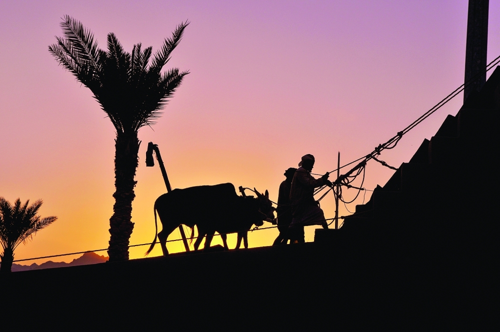 photo by Ahmed al Saidi