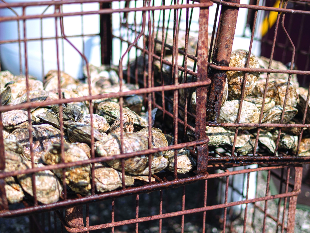 Oysters at the 55th annualSt. Marys County Oyster Festival and National Shucking Competitionin Leonardtown, Md.,Oct. 16, 2021. (Shan Wallace/The New York Times)