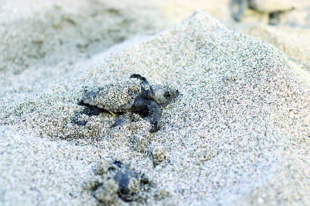 ESO - Hatchling Turtle