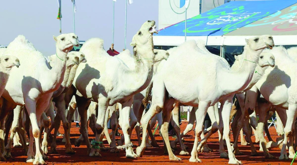 Hot milk and grooming for camels at Saudi luxury 'hotel'