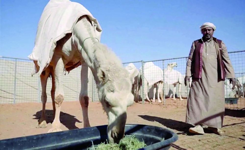 Hot milk and grooming for camels at Saudi luxury 'hotel'