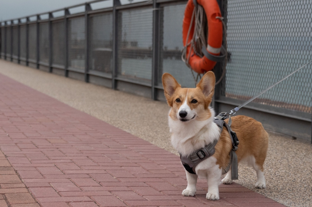 This photo taken on January 29, 2022 shows a pet dog being taken for a walk along the Central and Western District Promenade in Hong Kong