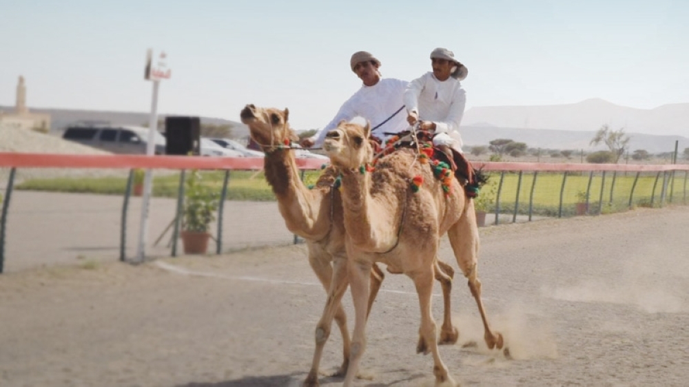 camel