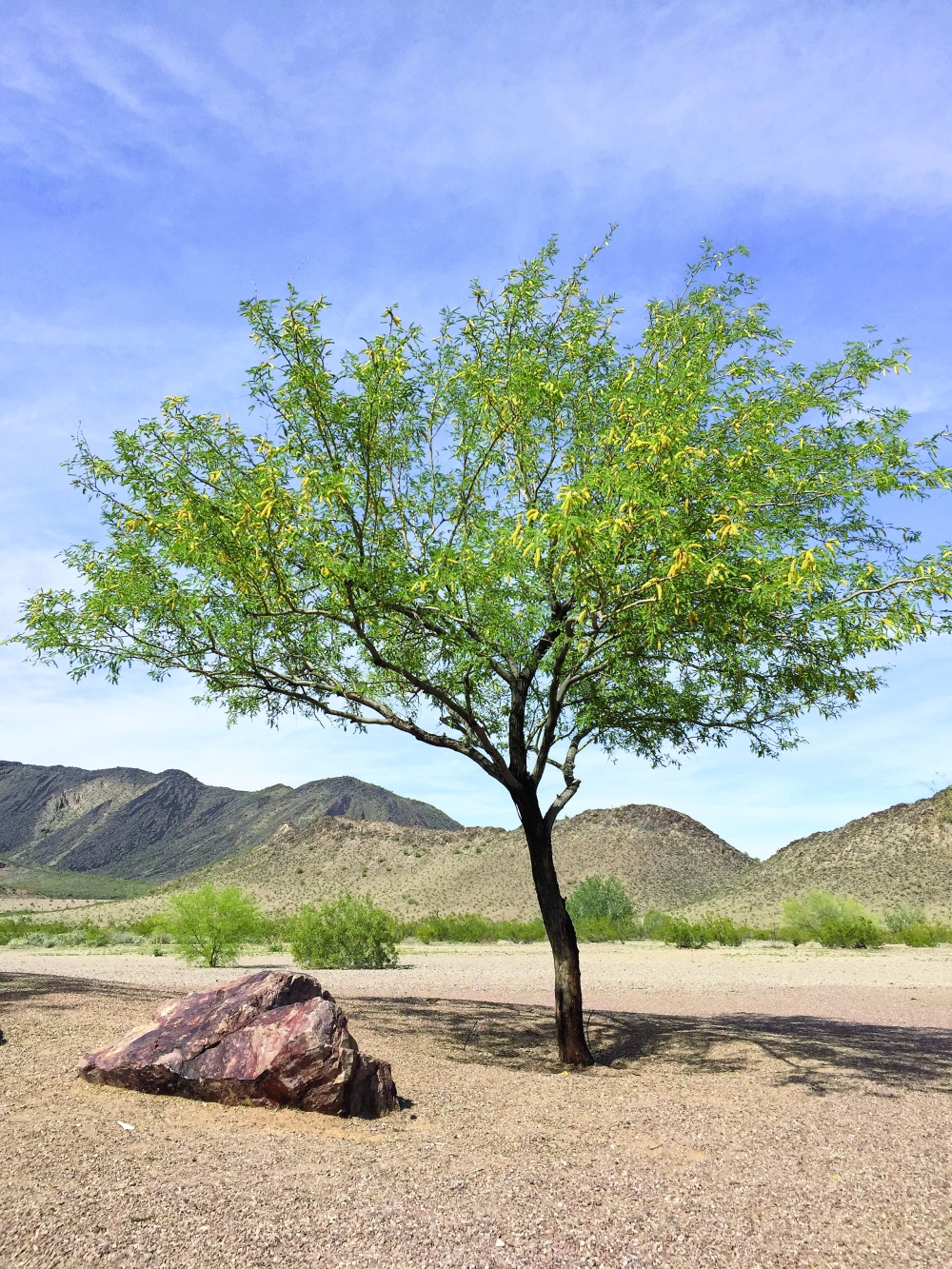 Flowering,Mesquite,Tree,In,Arizona,Mountain,Desert,In,Spring,Time