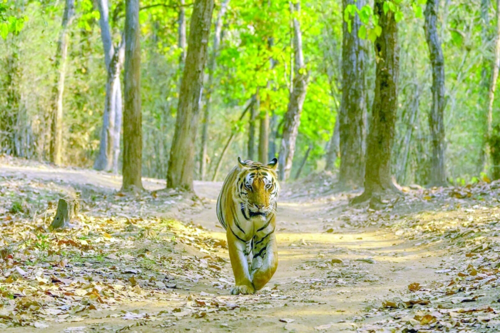 top-tiger-reserves-of-india-timings-safari-entry-fee-1568x1045