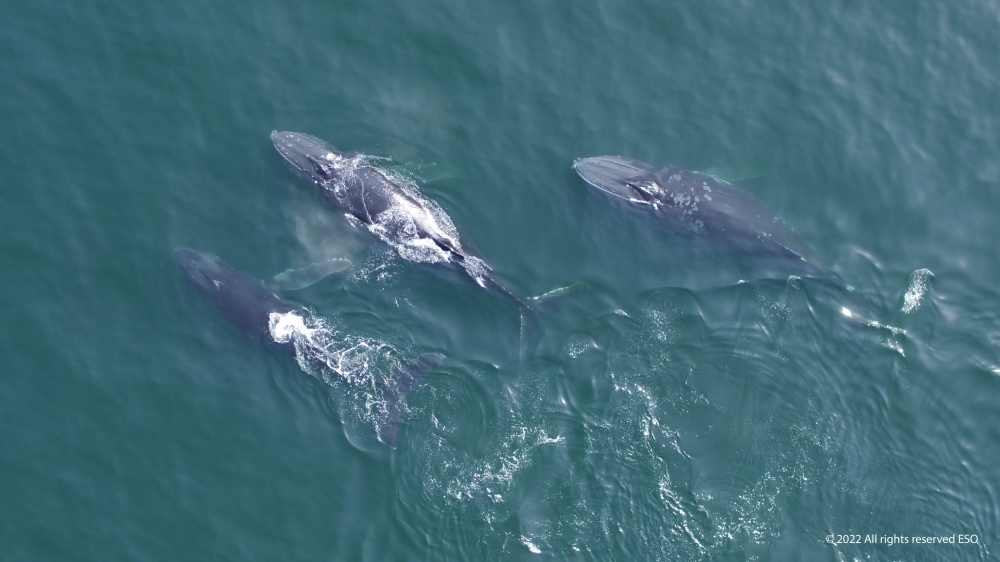 ESO - World Whale Day 2022