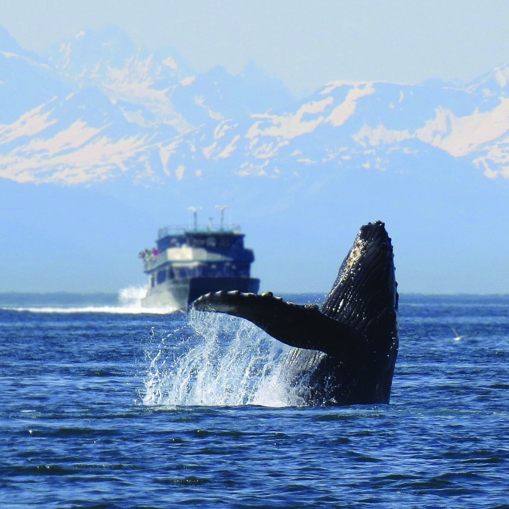 humpback-1132769_1920