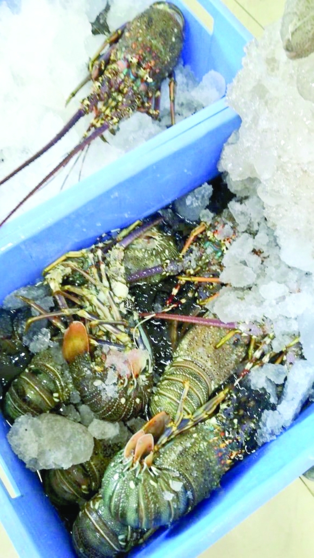 MAFWR lobster catch