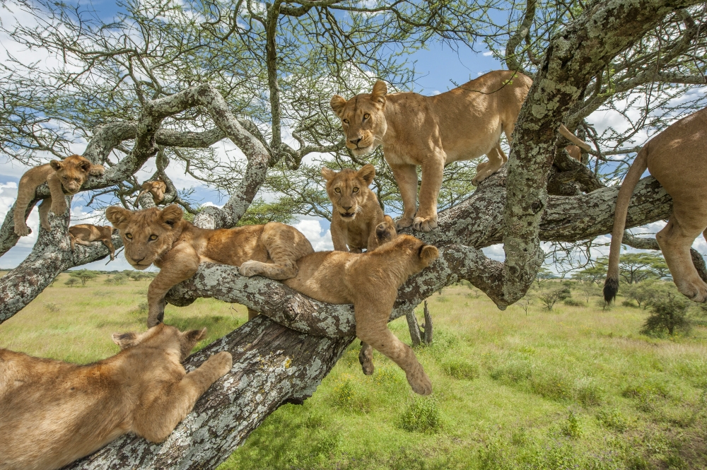 A photo provided by Daniel Rosengren shows lions in an acacia tree in Serengeti National Park in northern Tanzania. (Daniel Rosengren via The New York Times)