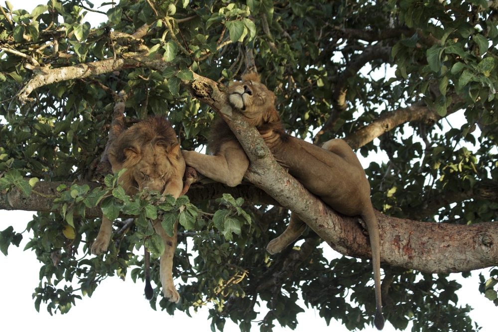 A photo provided by Luke Hunter shows lion brothers resting in a tree in Queen Elizabeth National Park in Uganda. (Luke Hunter via The New York Times)