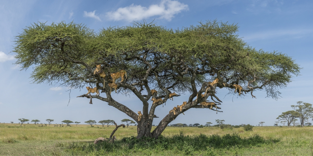 A photo provided by Daniel Rosengren shows lions in an acacia tree in Serengeti National Park in northern Tanzania.. (Daniel Rosengren via The New York Times)