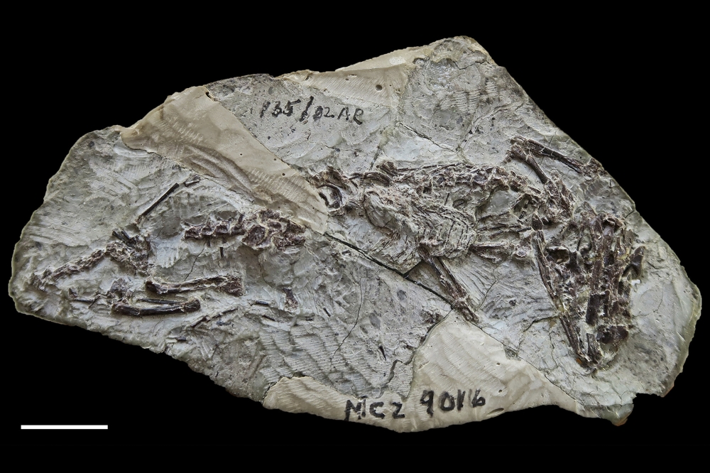 An undated image provided by Tiago Simoes shows the fossilized skeleton, found in northern Arizona, of Navajosphenodon sani, some 190 million years old and one of the earliest known relatives of the modern tuatara. (Tiago Simoes, Museum of Comparative Zoology, Harvard University and Museum of Northern Arizona via The New York Times)