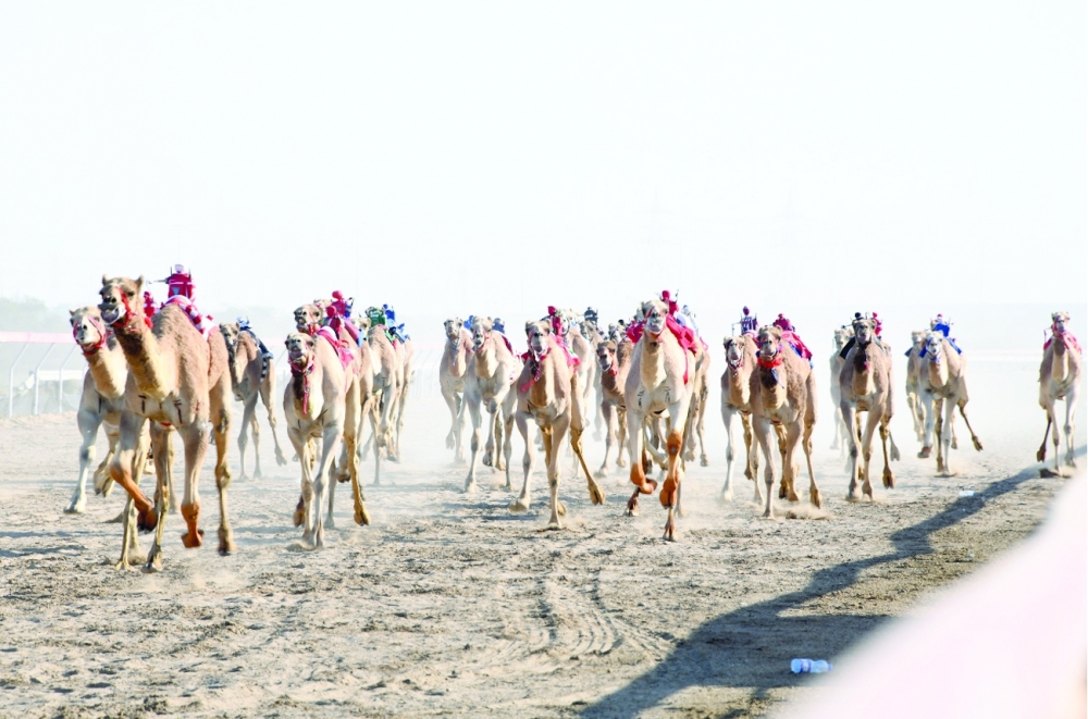 Camel sword race