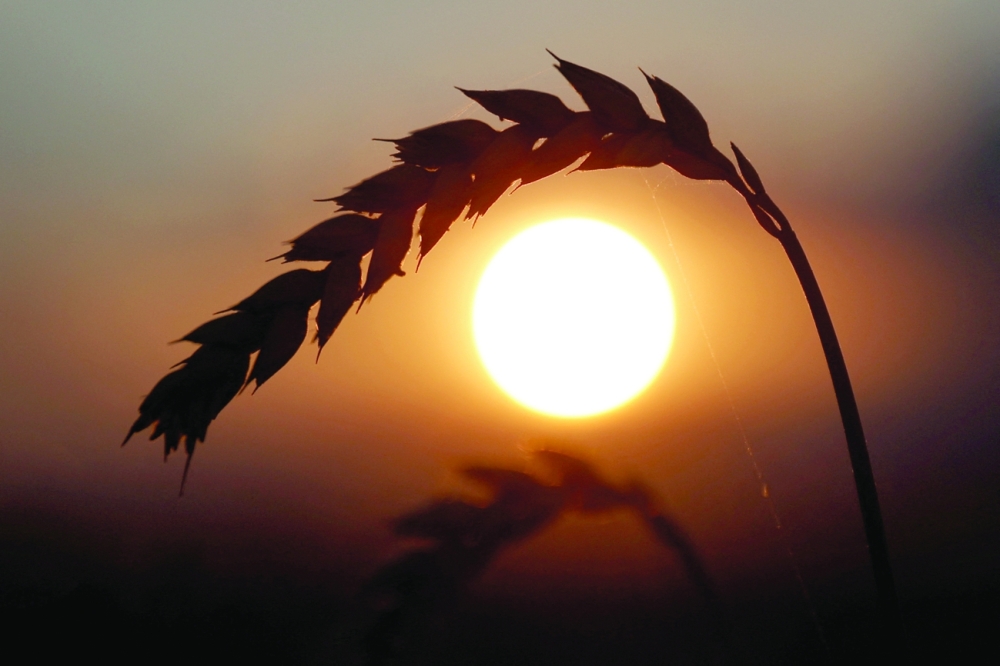 An ear of wheat is seen in a field in Kyiv region. — Reuters file photo