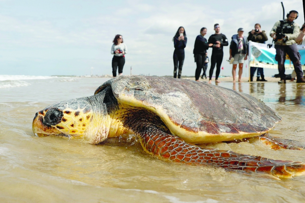 People watch a sea turtle that was treated for injuries by Veterinarians from the National Sea Turtle Rescue Center, as it finds its way into the Mediterranean after being released, off the coast of Mikhmoret, near the Israeli coastal city of Netanya, on Thursday.  -- AFP