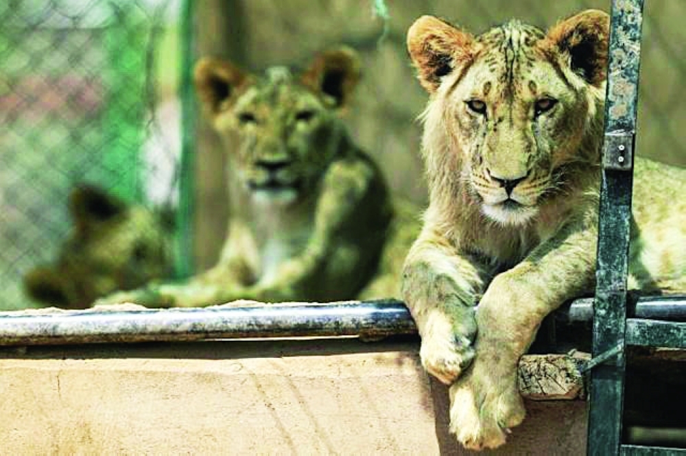 Once-starving lions roar back to life in Sudan sanctuary - Vimarsana News