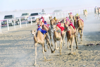 Sultan’s Cup competitions started for RCC camel racing - Oman Observer