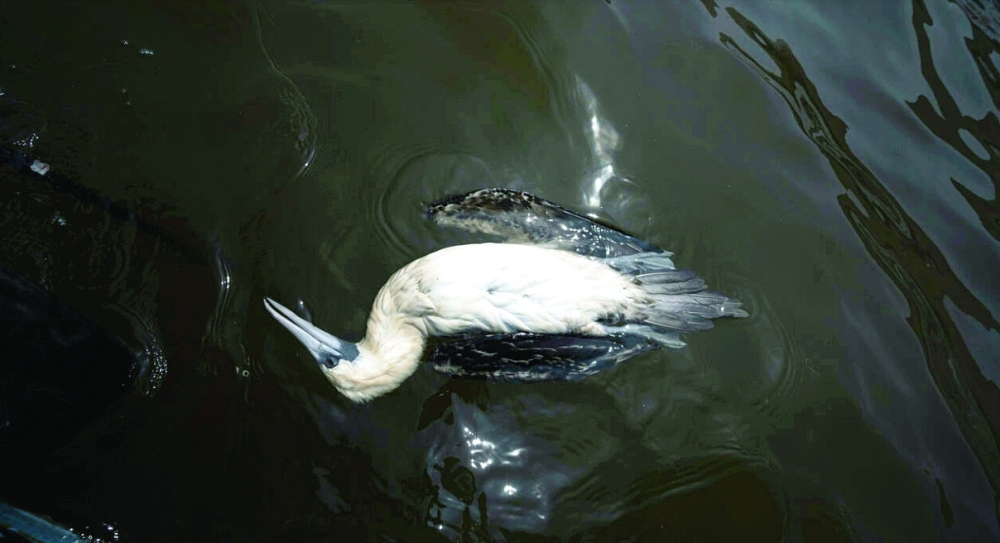 A dead cormorant pictured after an oil spill off Peru's coast. - AFP file photo