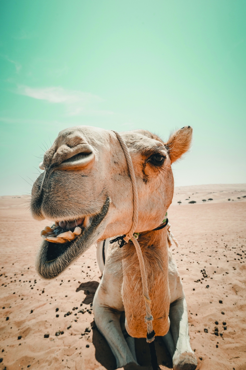 Wahiba Sands - a funny Talk with Camel