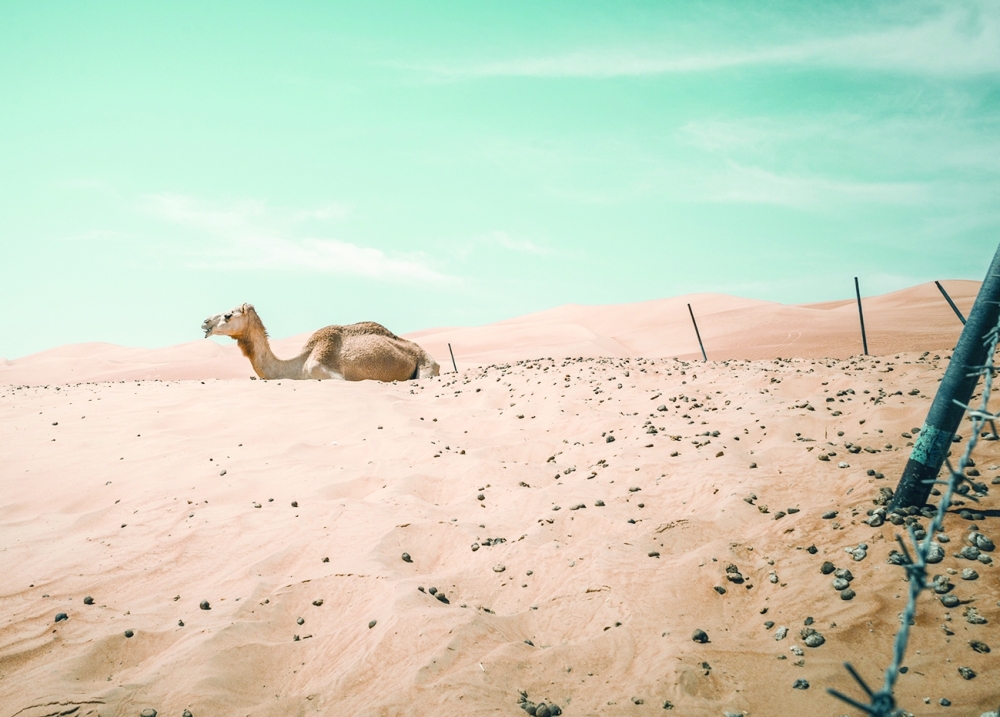 Wahiba Sands - Camel and border