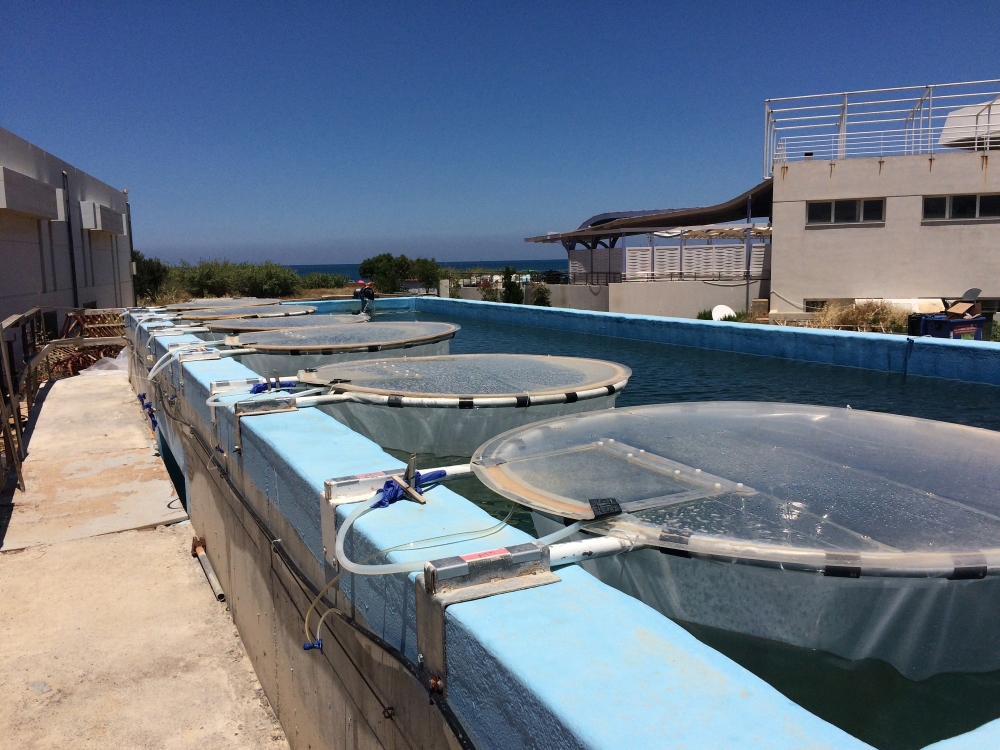 Experimental mesocosms created by the researcher Luisa Galgani and her team on the Greek island of Crete, to mimic and observe marine snow. (Luisa Galgani, Chiara Esposito, Paraskevi Pitta via The New York Times)