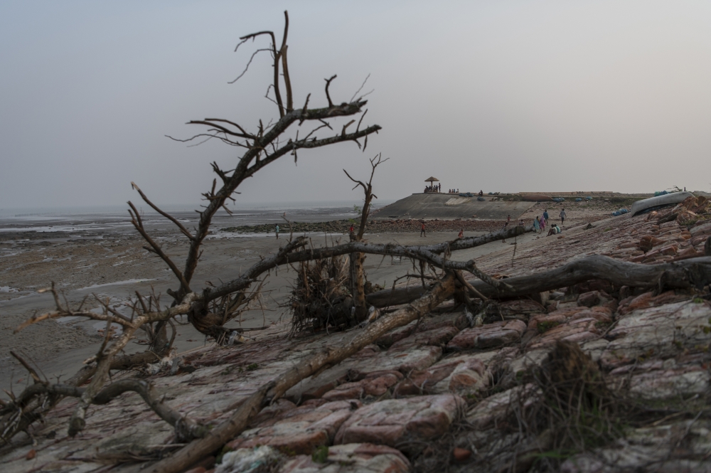 Dried up mangrove trees along an embankment in the village of Gobardhanpur, India, March 6, 2022. (Saumya Khandelwal/The New York Times)