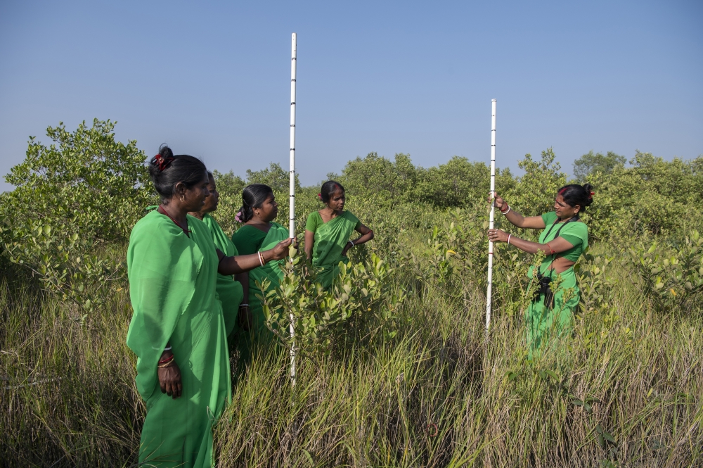 Members of the Lakshmishree Self Help Group, an environmental protection detail made up of women, monitor the growth of mangrove trees they have planted, in Lakshmipur, India, March 8, 2022. (Saumya Khandelwal/The New York Times)