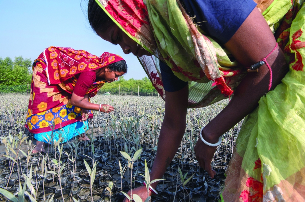 Members of the Lakshmishree Self Help Group, an environmental protection detail made up of women at a nursery where mangrove saplings grow in Lakshmipur, India. 
