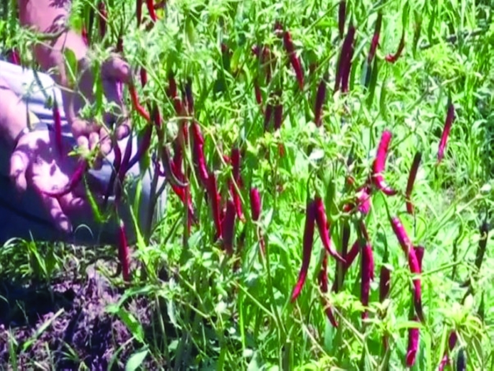 Organic_Farmingwersw