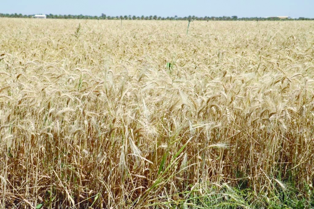 Wheat harvest season begins in Adam - Vimarsana News