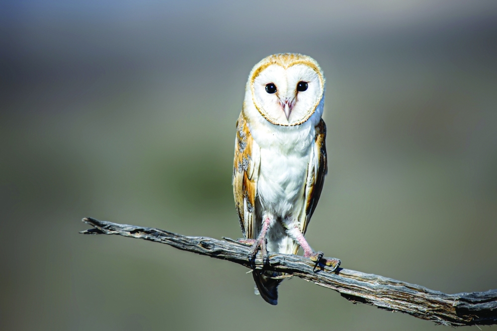 Barn owl