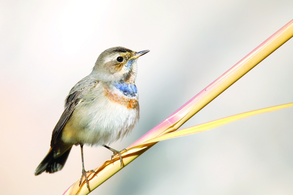 Bluethroat
