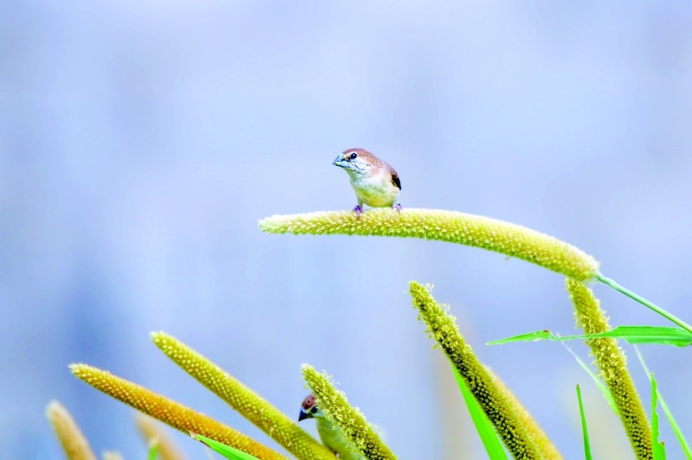 Indian silverbill Ibri